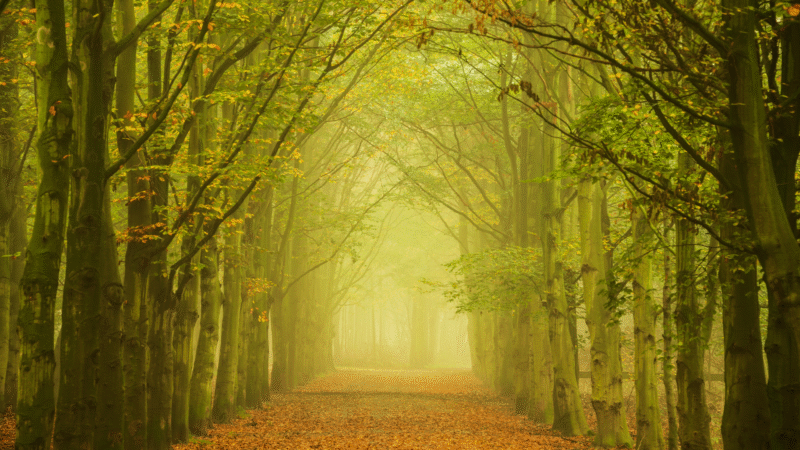 caminho relaxante